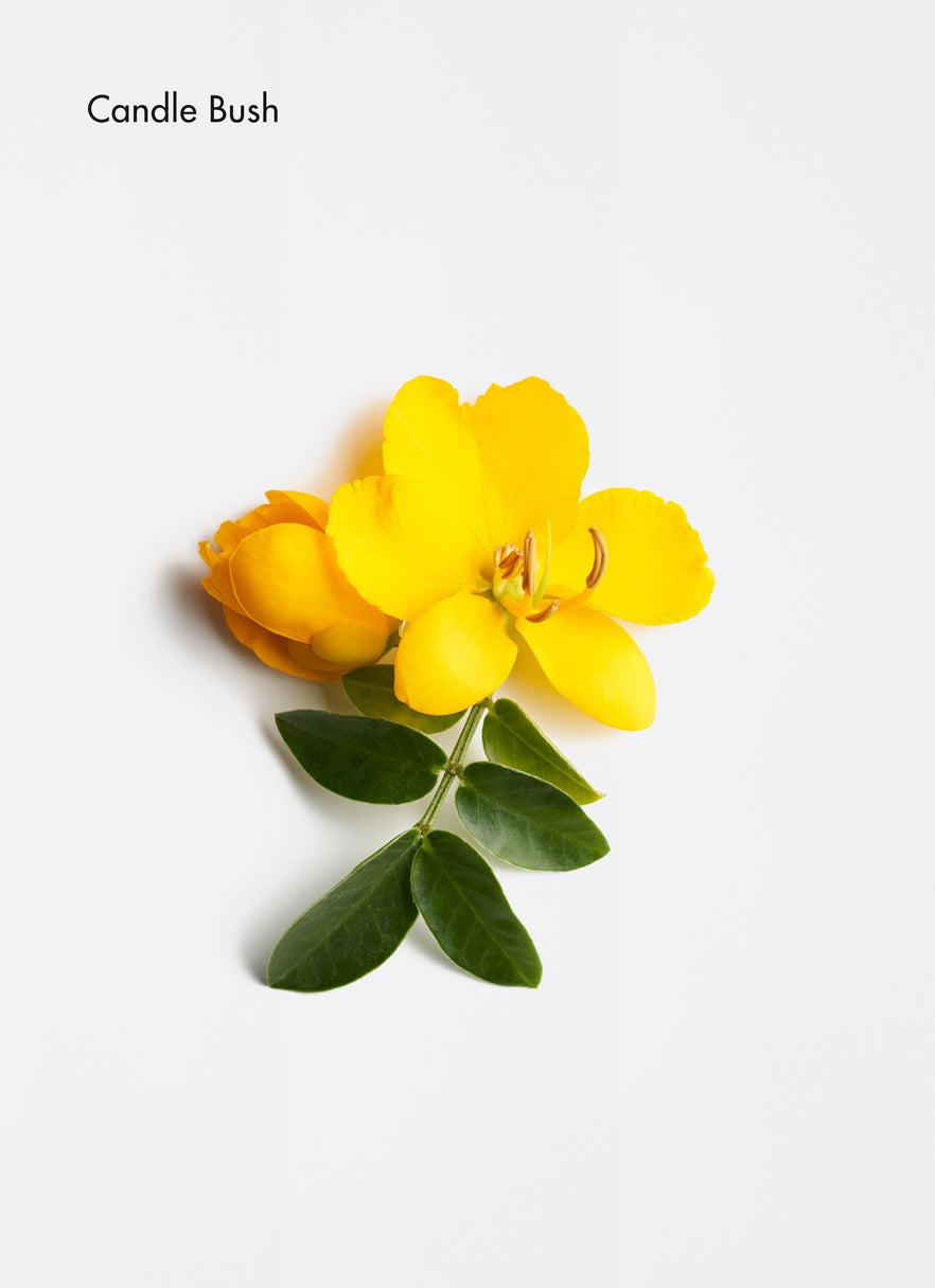 LA BIOSTHETIQUE Anti-Grey Elixir