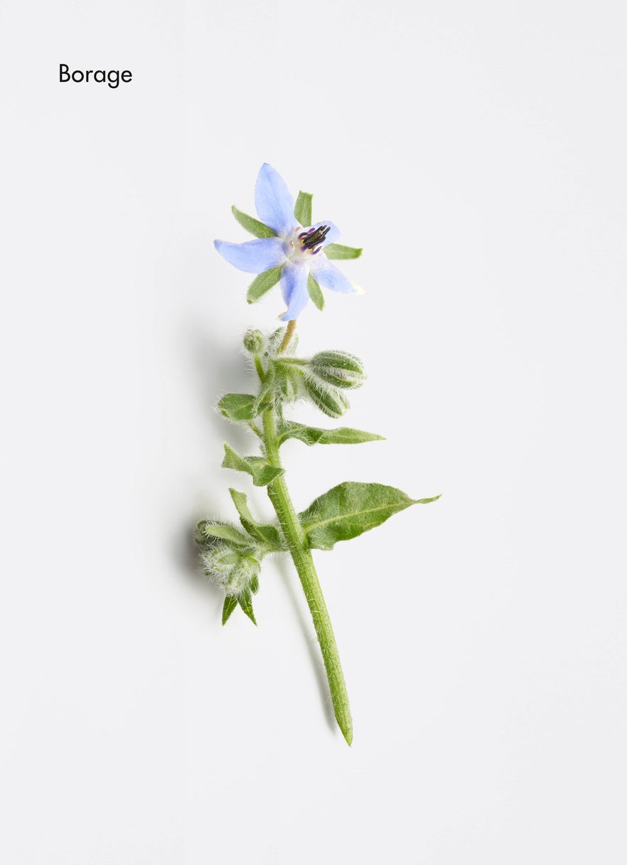 LA BIOSTHETIQUE Genesicap Plus